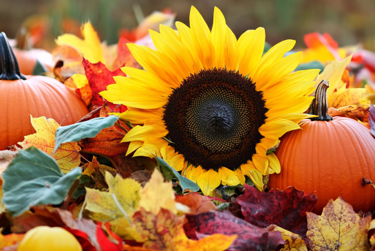 BVPPT Newsletter September 2026